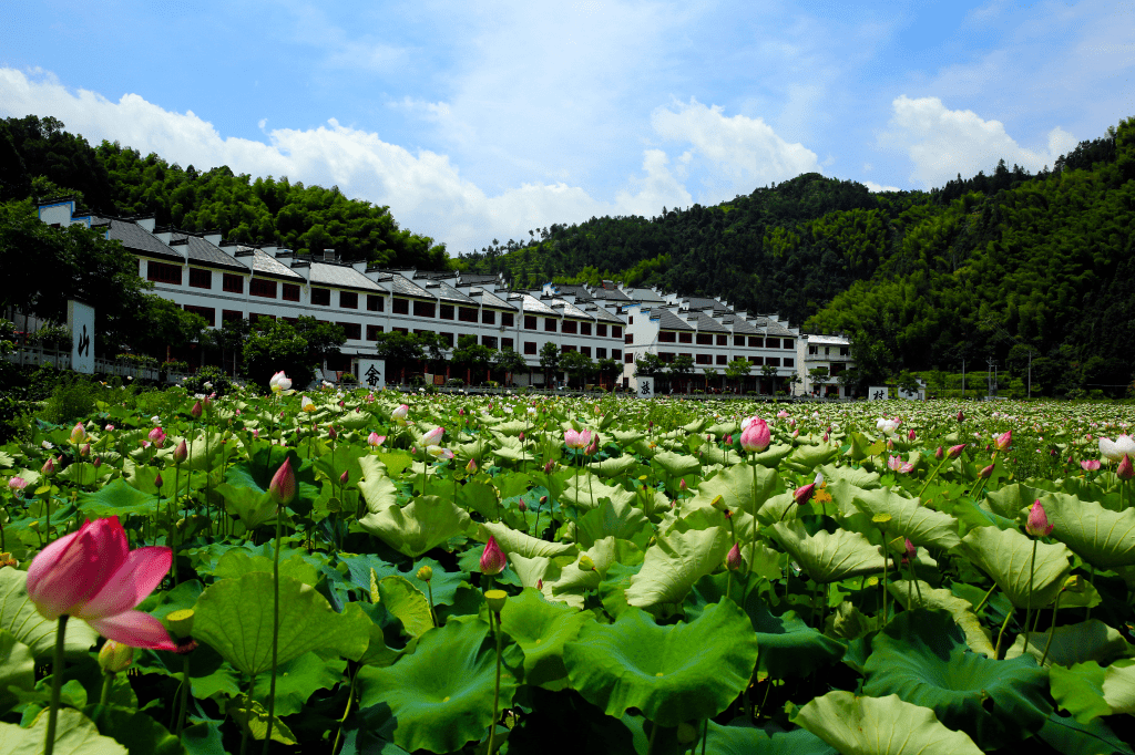 2// 無問東西 千年畲鄉 //老竹鎮沙溪村位於麗水市區西北部,距離麗水