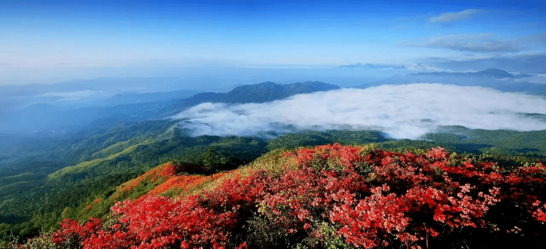 【森林旅游】《中国森林歌会》靖安主会场：白云深处 美景如歌
