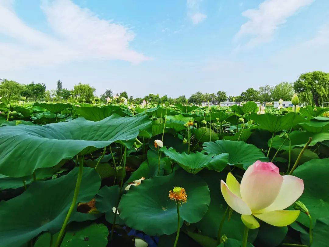 (来源:文昌湖发布 吹腻了空调的你 在夏天 是否向往最贴近自然的景色