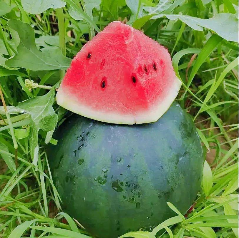 中坝西瓜顶呱呱