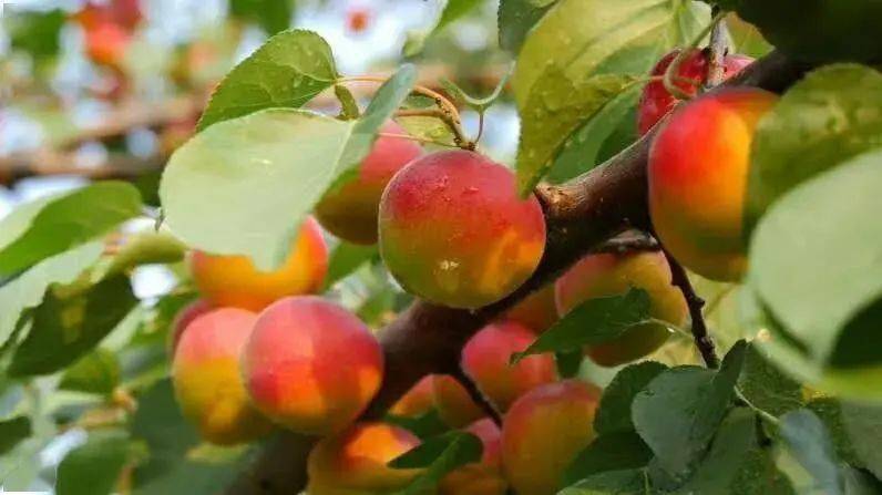 肉厚多汁个个都酸甜可口每年夏天最期待的彭阳红梅杏来了