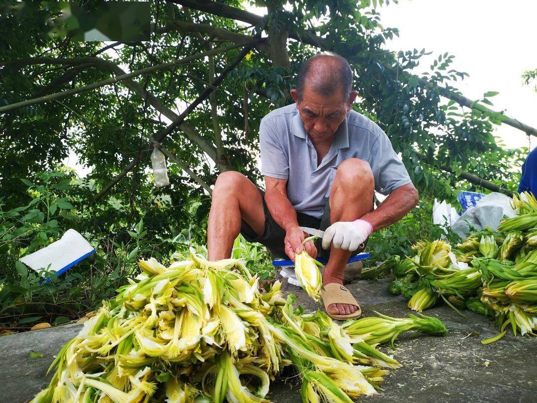 除積熱的功效是兩廣一帶煲湯常用的食材霸王花,又稱劍花一起來看看吧