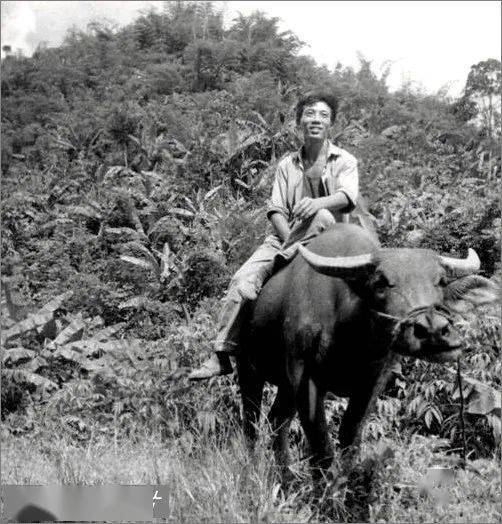 知青故事│我在农场的放牛娃生活