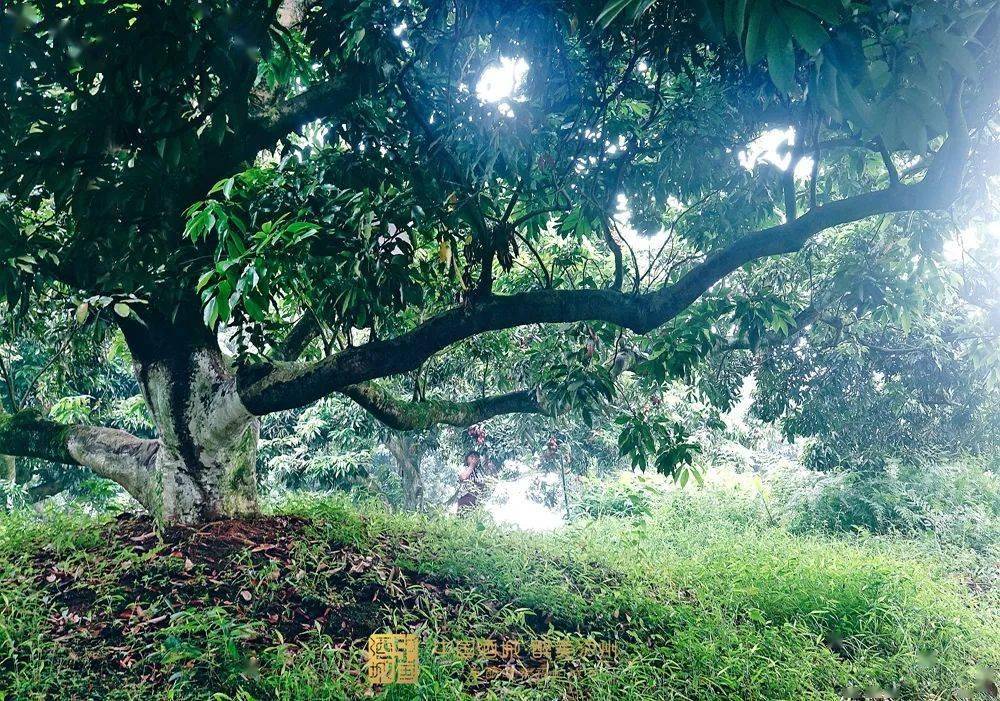 看花眼這個荔枝公園好巴適大紅袍帶綠掛滿枝頭