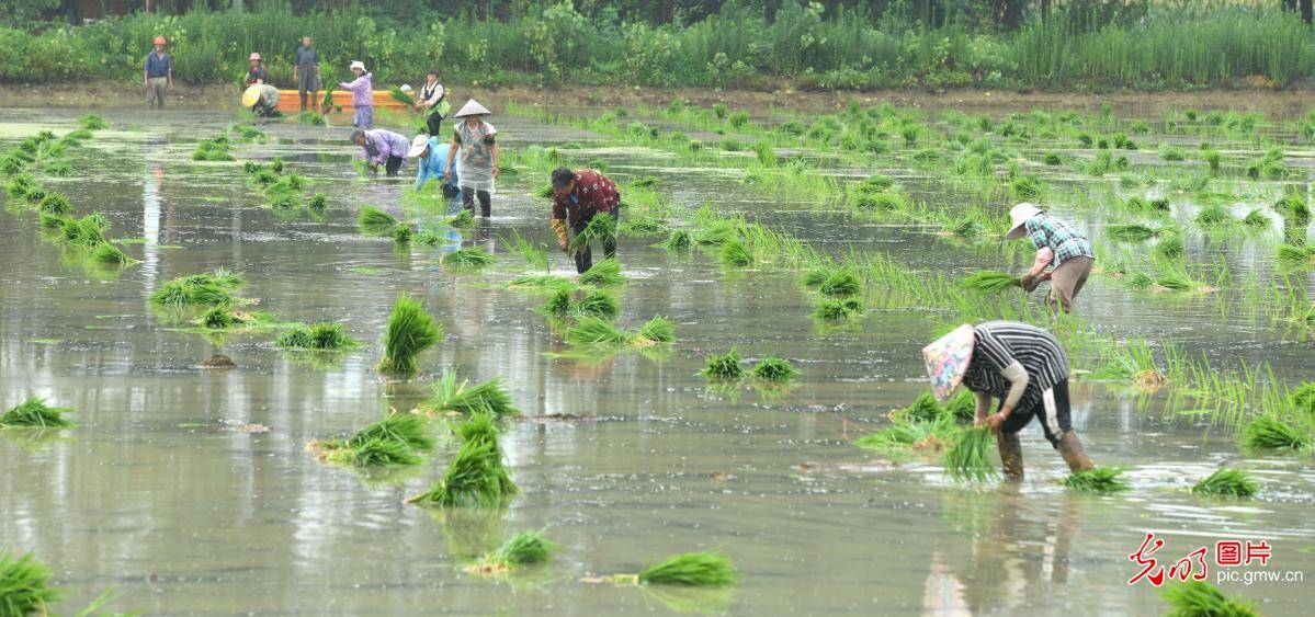 and|Rice and shrimp breeding base in E China's Jiangsu Province