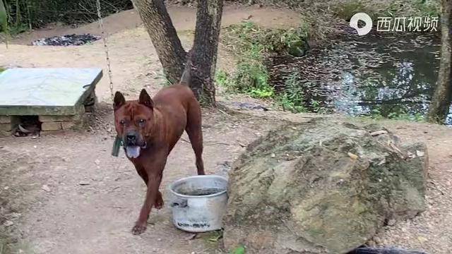 隔着两米观看大体型的广西灵山大头狗都能感受到来自猛犬的震撼