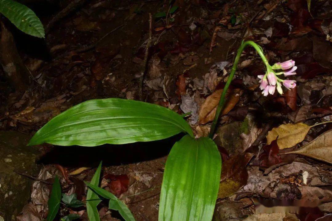 夏季看到这些牢底坐穿花千万别去挖可能会触犯法律