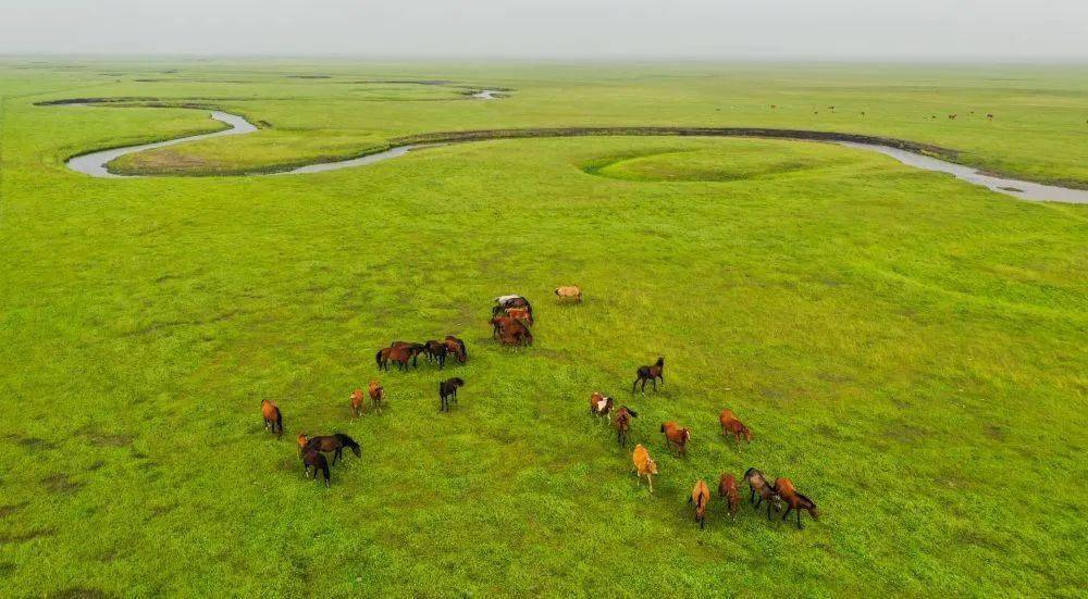 新华社看内蒙古 | 夏日里的乃林高勒_东乌珠穆沁旗