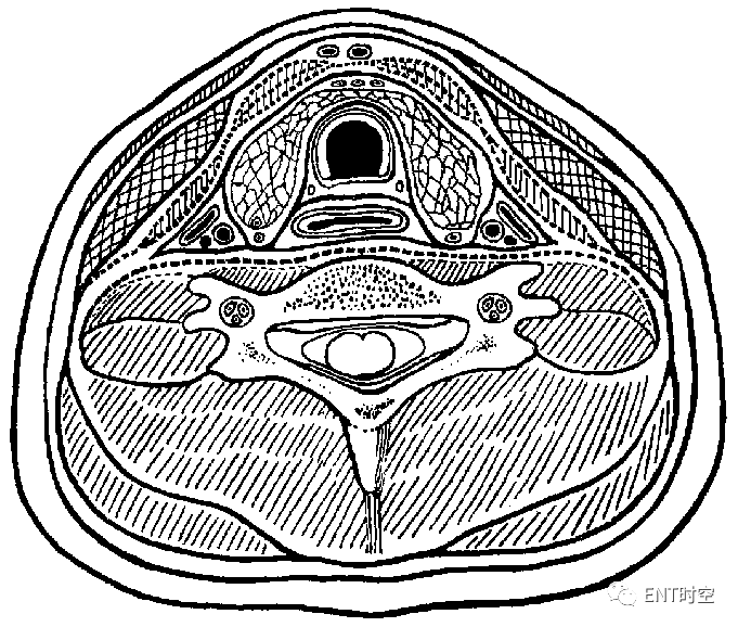 內臟間隙(如:氣管前間隙)胸骨上間隙頸部筋膜間隙頸深筋膜深層(翼筋膜
