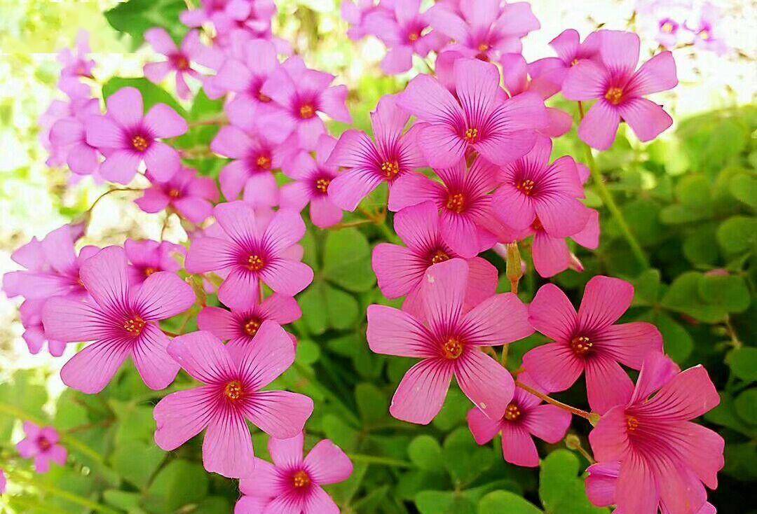 简单2点,养出好美的样子,开出满满一盆花