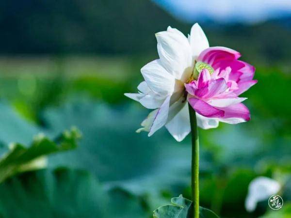 喀斯特|好运莲莲莲莲莲莲！普者黑出现第二朵“并蒂莲”