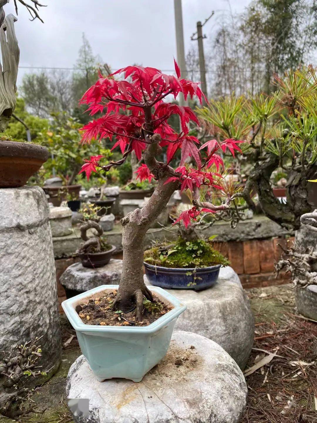 一年芽接三年造型红枫盆景计划惨败看似简单却全是毛病