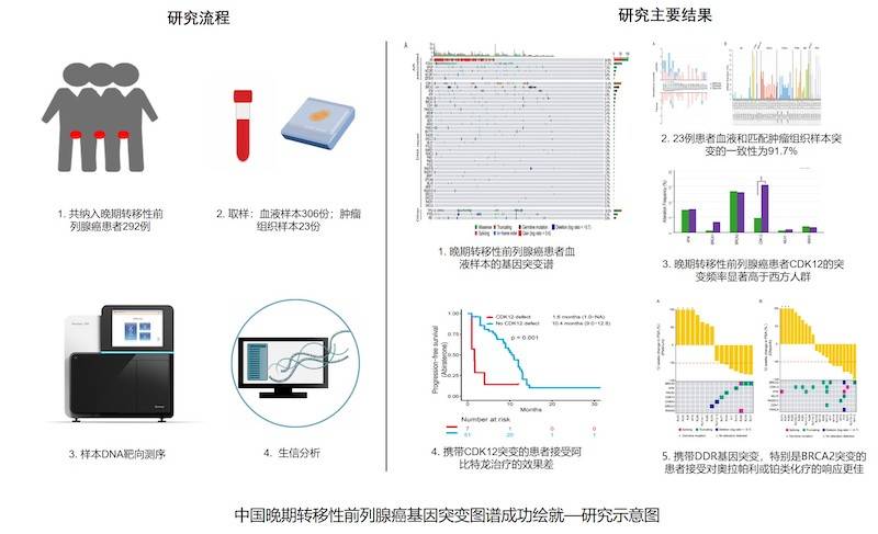 生存时间|中国晚期转移性前列腺癌基因突变图谱成功绘就 可为患者提供最适合治疗方案与药物以延长生存时间