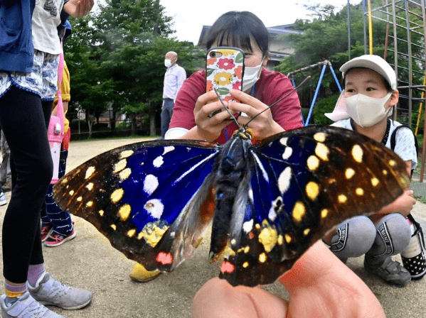 奇景 日本的国蝶飞舞在京都上空 大原