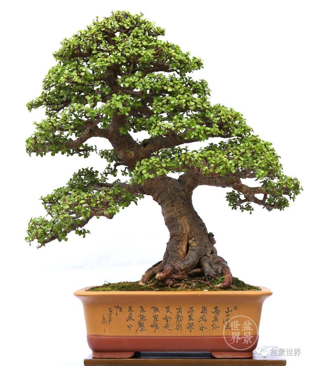 金枝玉叶,盆中新宠_cm