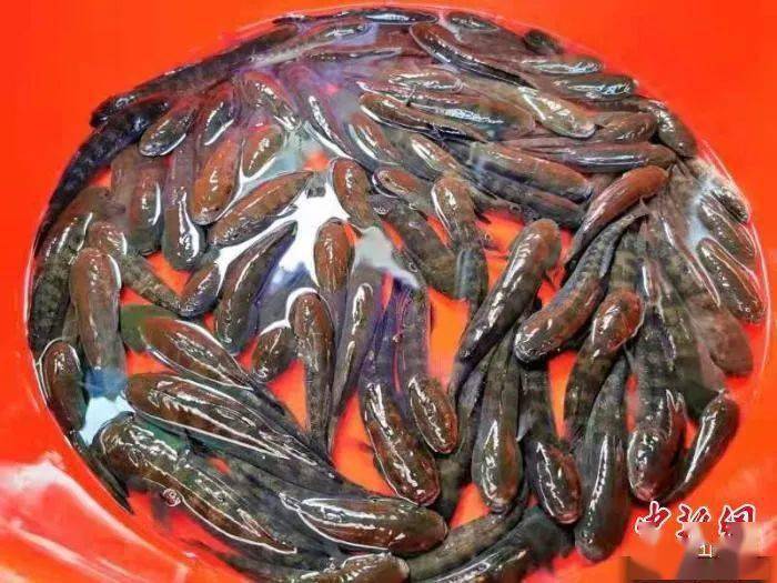 敢吃青蟹的"鳁鱼":台山人餐桌上的"水中人参"