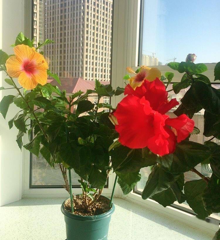 夏季养花记住8个字轻松度夏枝叶翠绿健壮生长