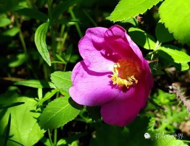 大興安嶺的野薔薇花……_果實