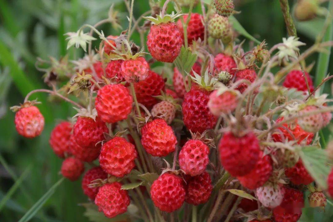 便是岷县的味道当野草莓爬上山丘叫醒夏天三伏天就数着采"瓢儿"人的