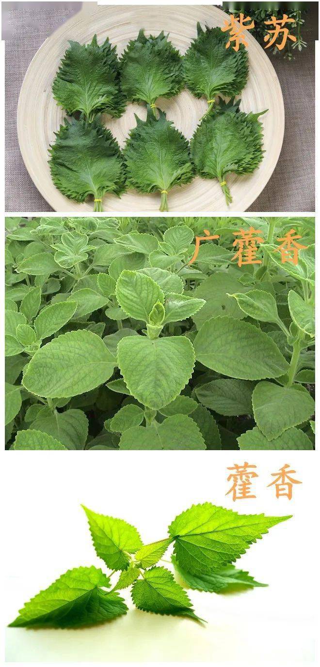 针对暑湿有不错的疗效;而紫苏具有疏风散寒,行气和胃的功效,与广藿香