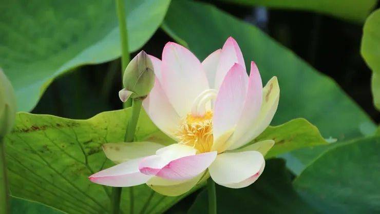 天秤座排行_2021年8月,运势最好与最差星座排行