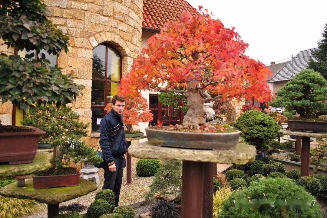 世界顶级盆景园