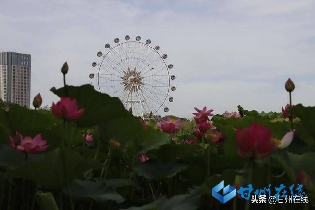 张掖甘州：映日荷花别样红 盛夏赏荷正当时