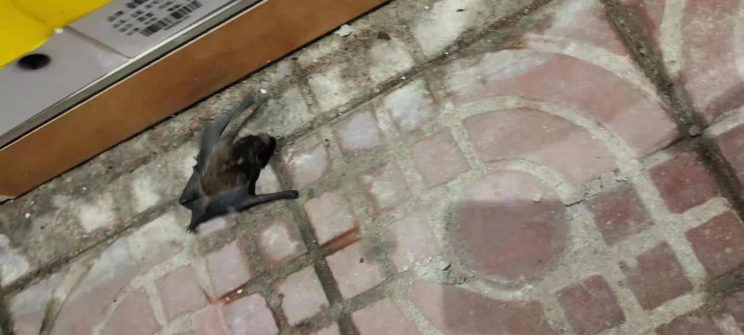 不要直接接触蝙蝠及其血液,体液,粪便或者尿液,防止病毒传播