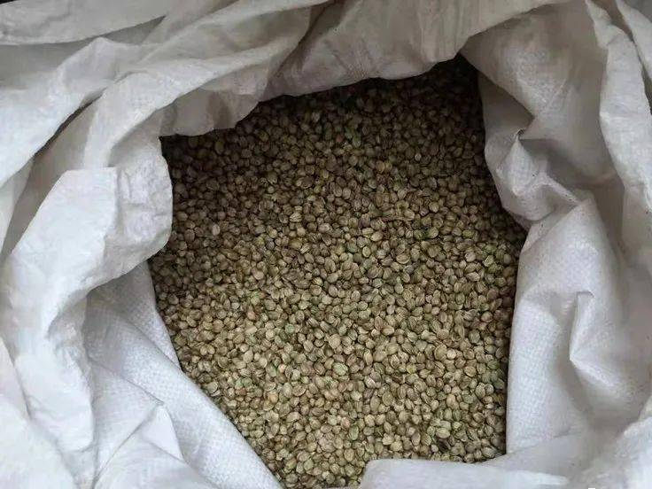 青海一超市内发现这种植物种子,相关人员都遭了殃!