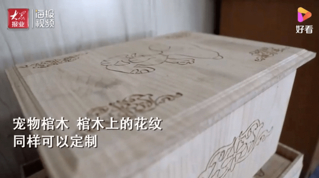 猫猫狗狗的生命也有尊严这群人用自己的双手捍卫