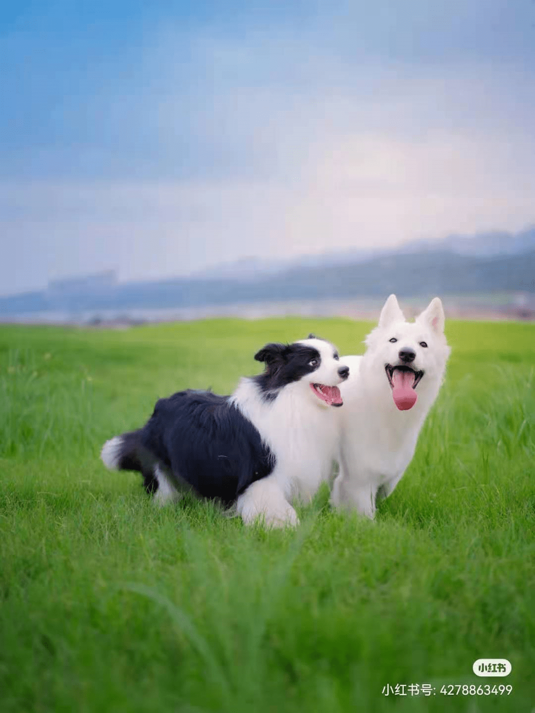 边牧狗粮排行榜_边牧训练方法|狗狗|狗粮|零食_网易订阅