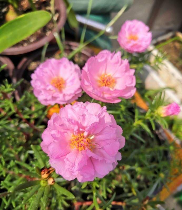 夏天養太陽花,記住3招,花苞更多,花朵更大花色更豔_開花