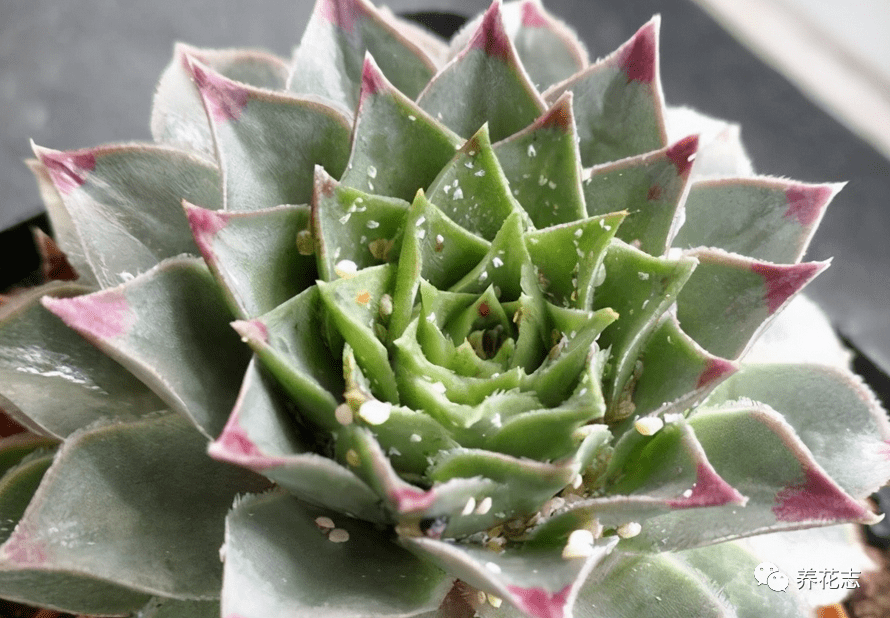 多肉植物夏季生蚧壳虫的原因 治疗和防护方法 病虫害