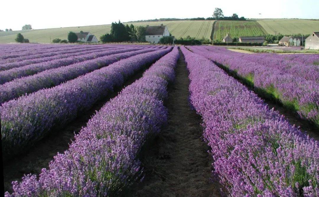 英国的普罗旺斯薰衣草田解封后全线对外开放