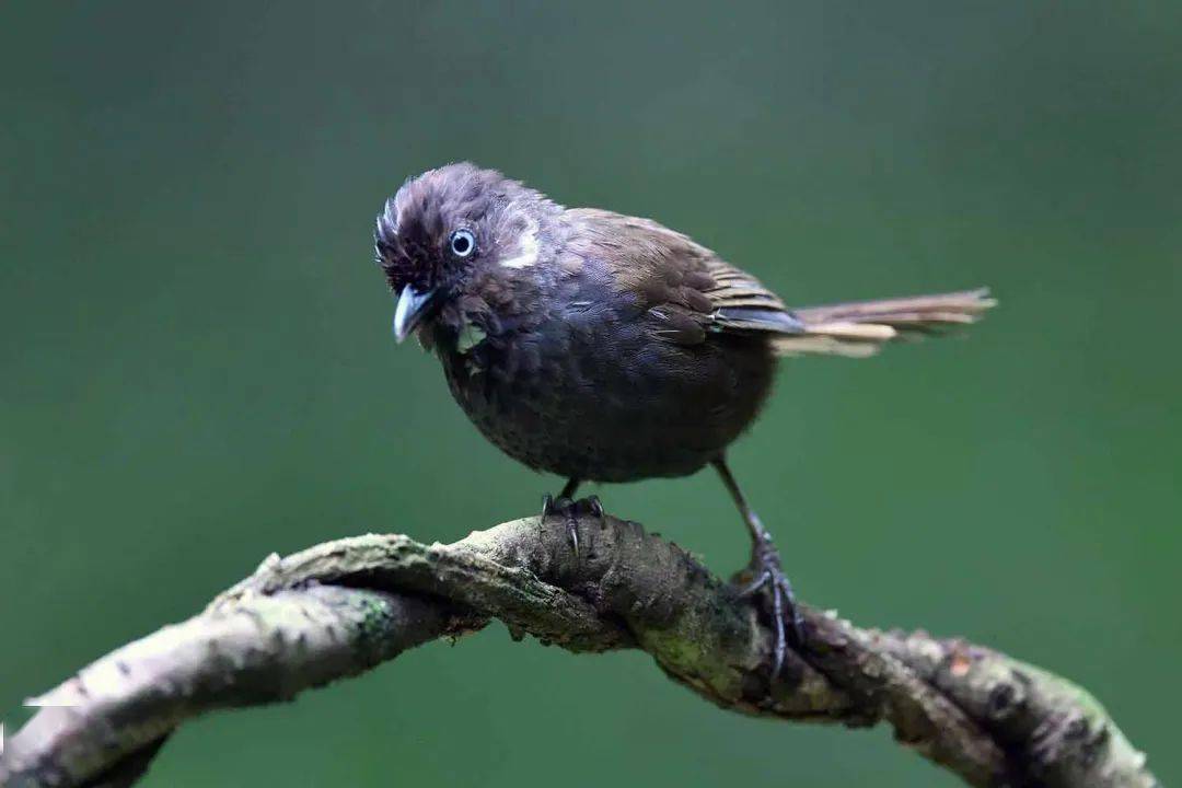 鸟！我要去逐卜……