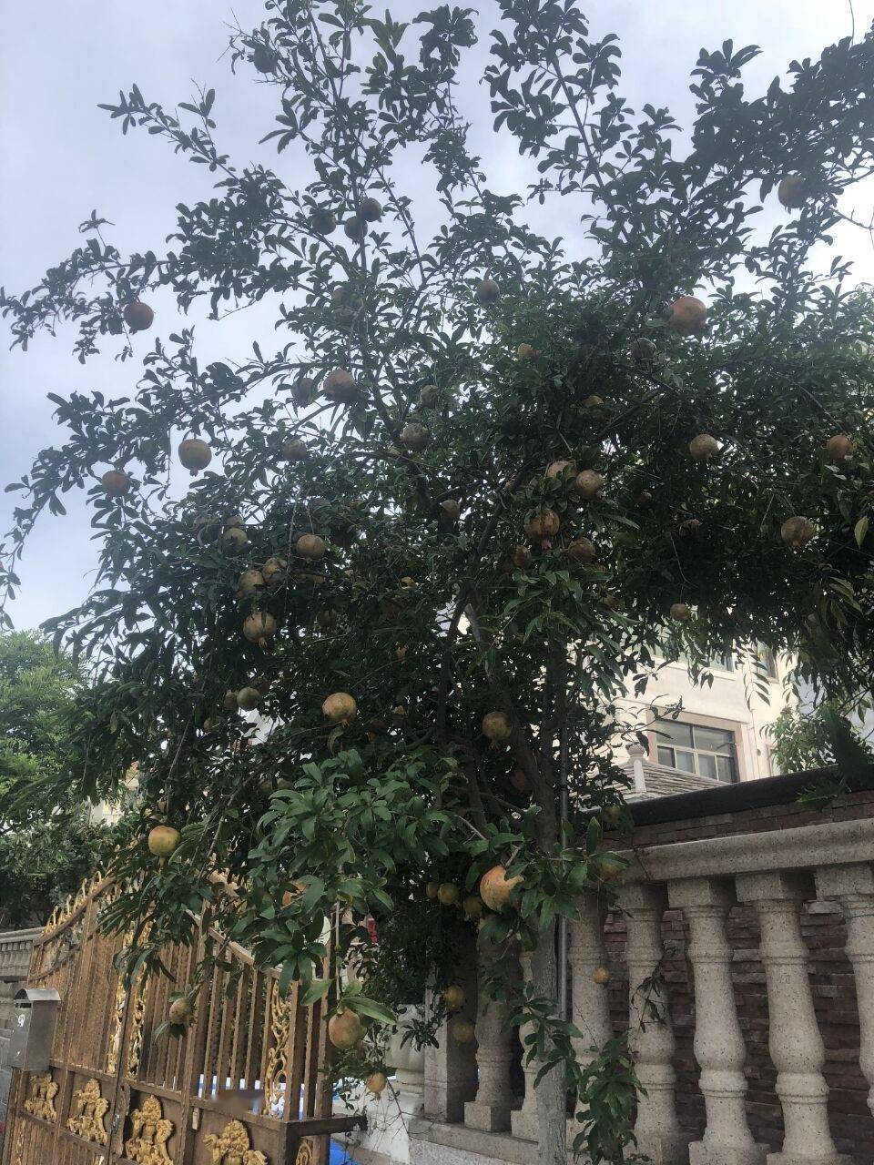 院子里种着这样4种水果枝叶旺盛好养又好吃大气又美观