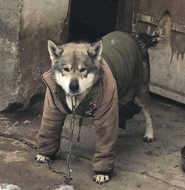 怕狗子冷给它穿了件衣服.莫名被帅了一脸!