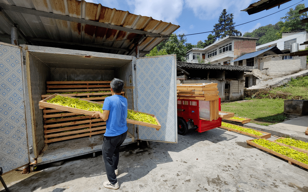 遍地黄花遍地金学孔黄花菜喜丰收