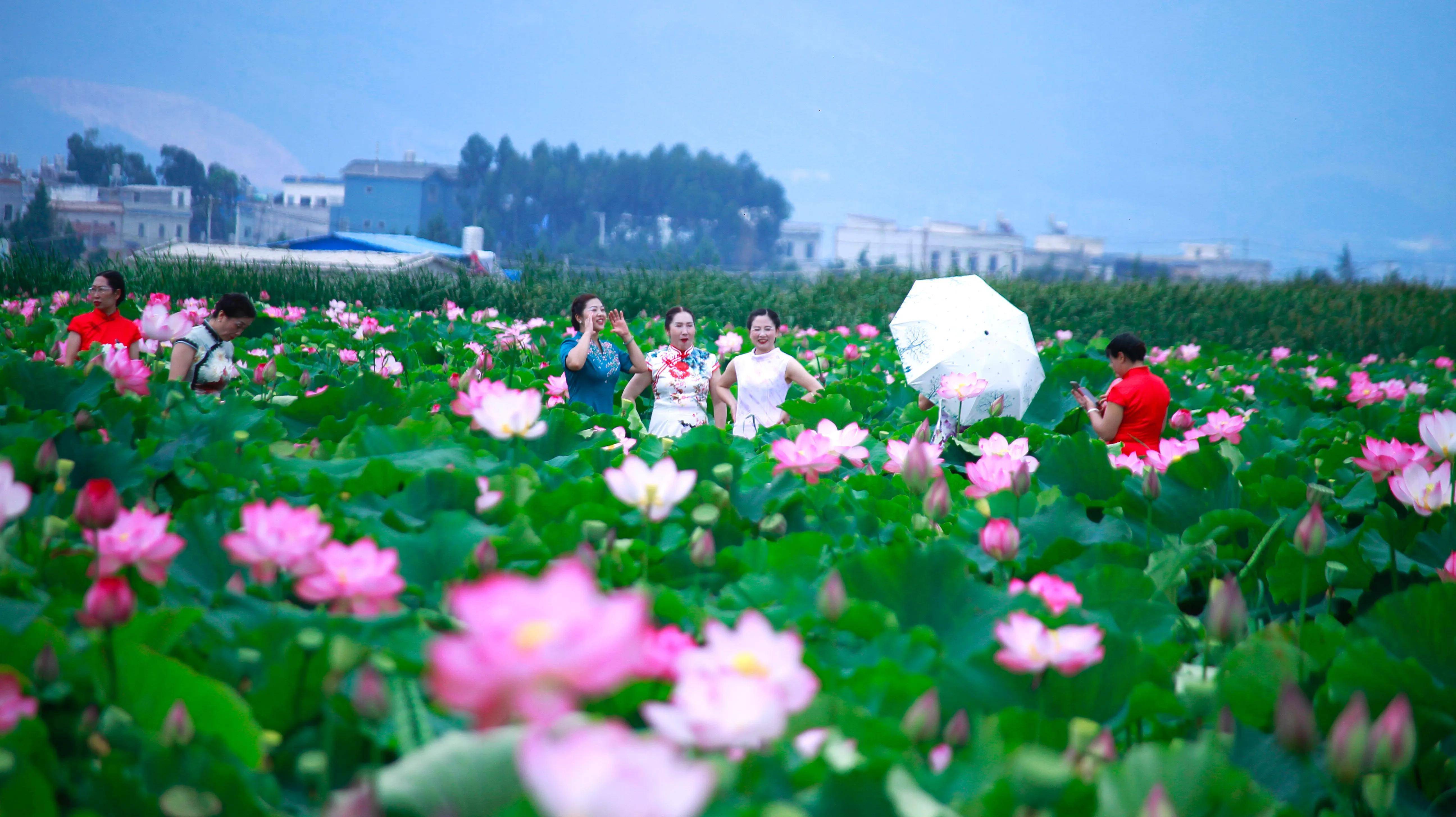 陆良紫溪湿地的荷花开了(摄影作品)