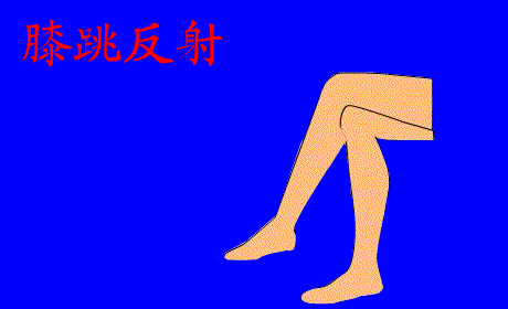 排尿反射神经元反射过程反射过程膀胱感受器兴奋在神经纤维上的传导