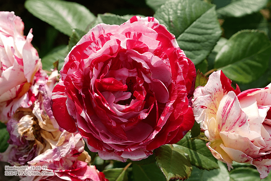 有些花有些话20210718