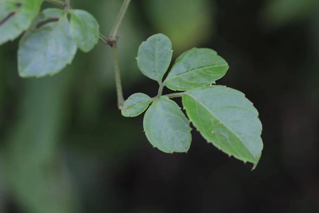 乌蔹莓蔹蔓于野