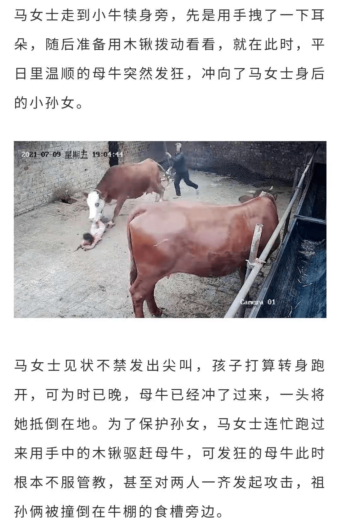村民家中母牛分娩后突然发狂,冲向四岁小女孩!