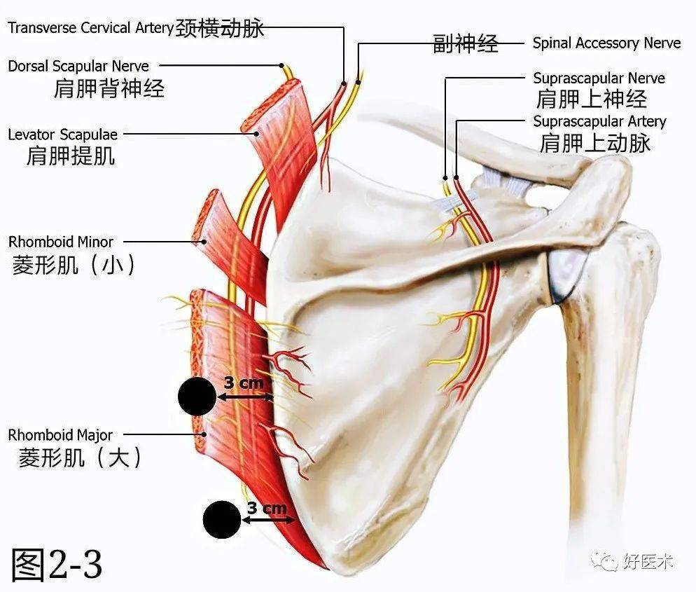 肩胛上神经和肩胛上动脉走行于喙突内侧的肩胛上切迹