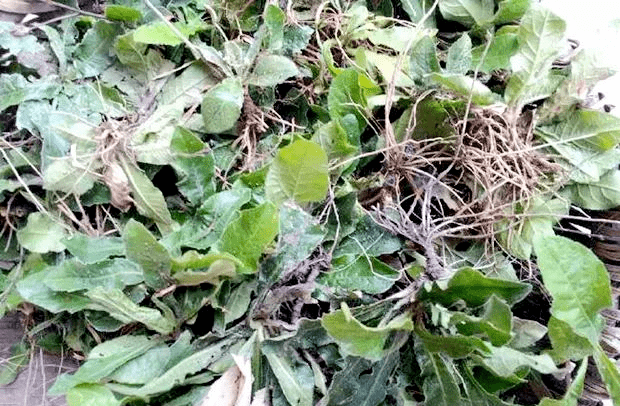 別名:苦地膽,天芥菜,雞痾粘,地膽頭視頻看歷史歷史好故事