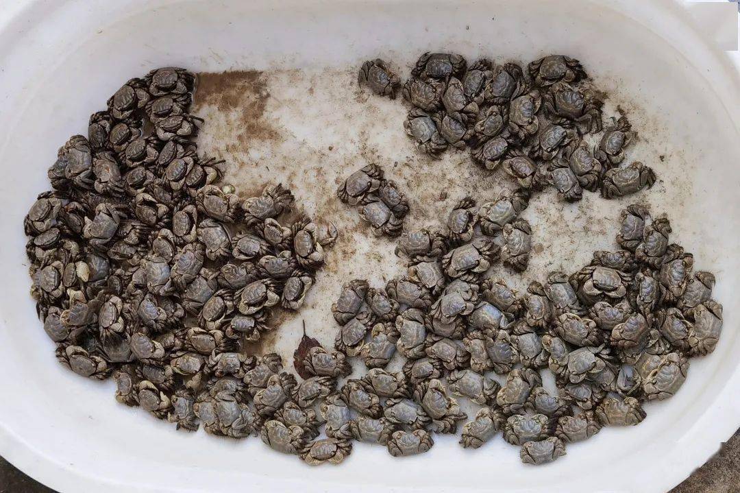 常熟人注意长江边的螃蜞不能抓违法