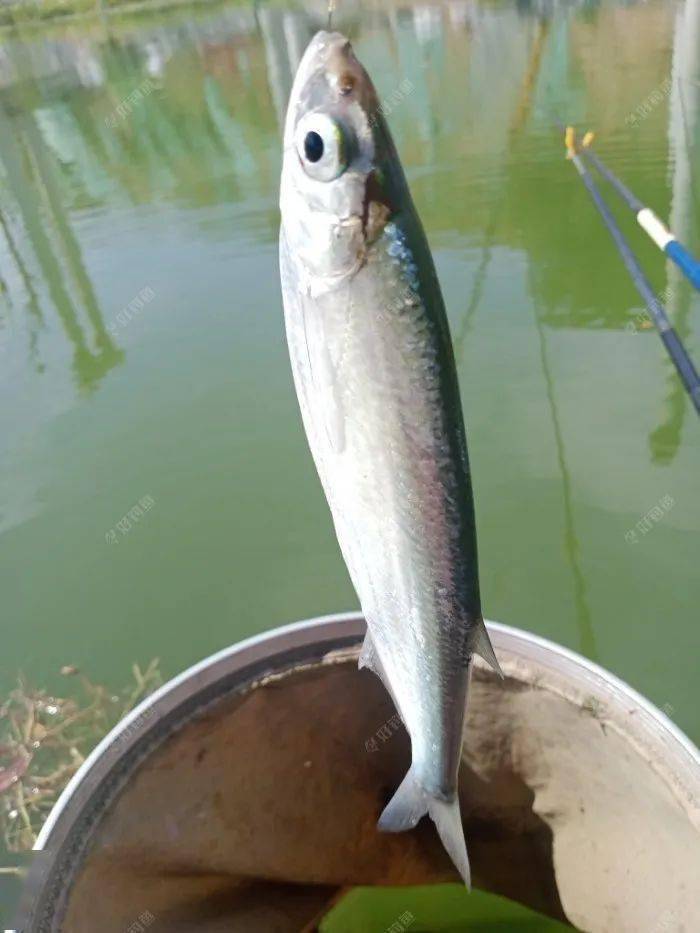 继续支流钓鱼种单一白浪丝