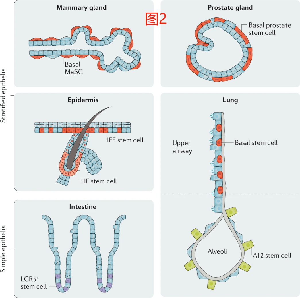 除了表达某些核心的emt-tfs外,人类和小鼠造血干细胞还表达p63的氨基