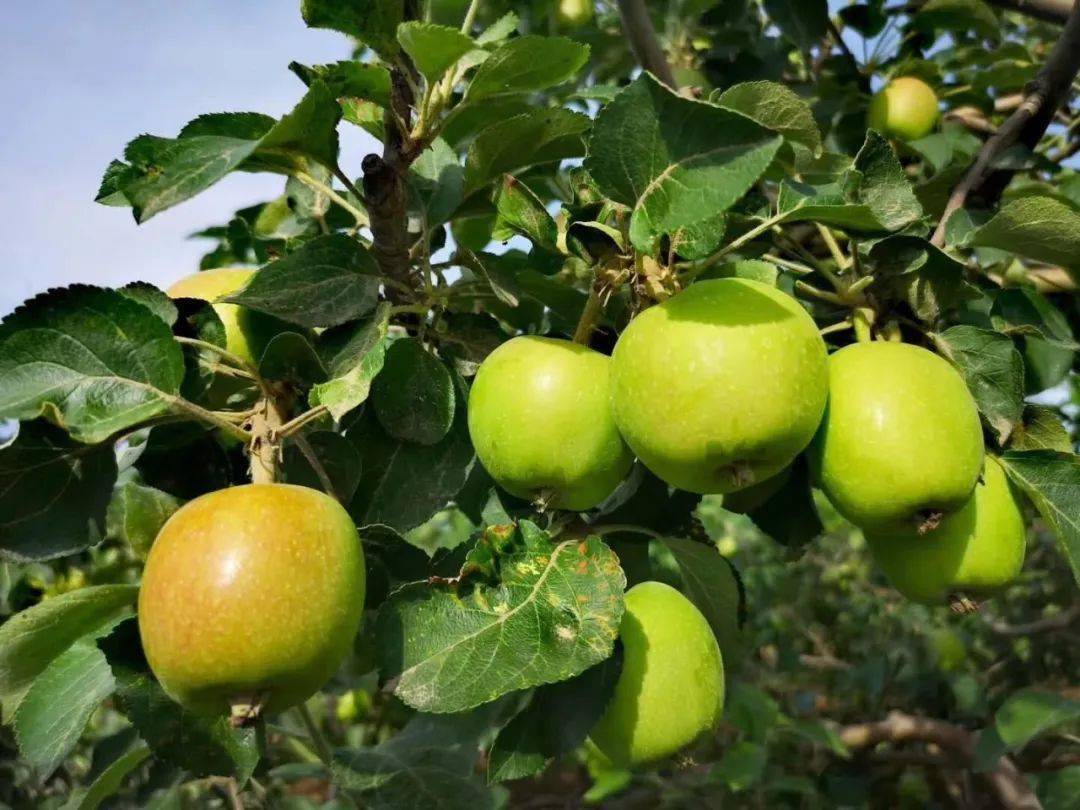 产地食材▎山西运城青苹果真正树上的小清新鲜嫩欲滴清脆爽口