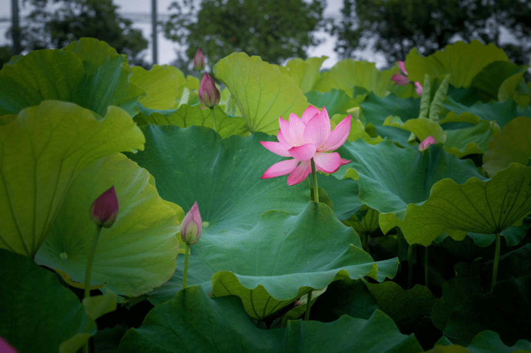 壮观松江这里的百亩荷塘太美啦
